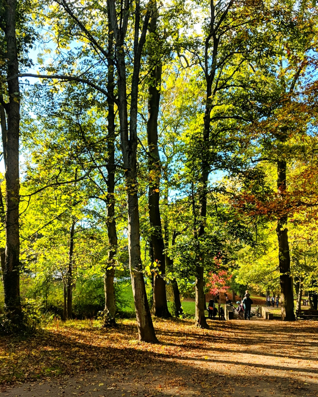 IMG_20181029_082032_903